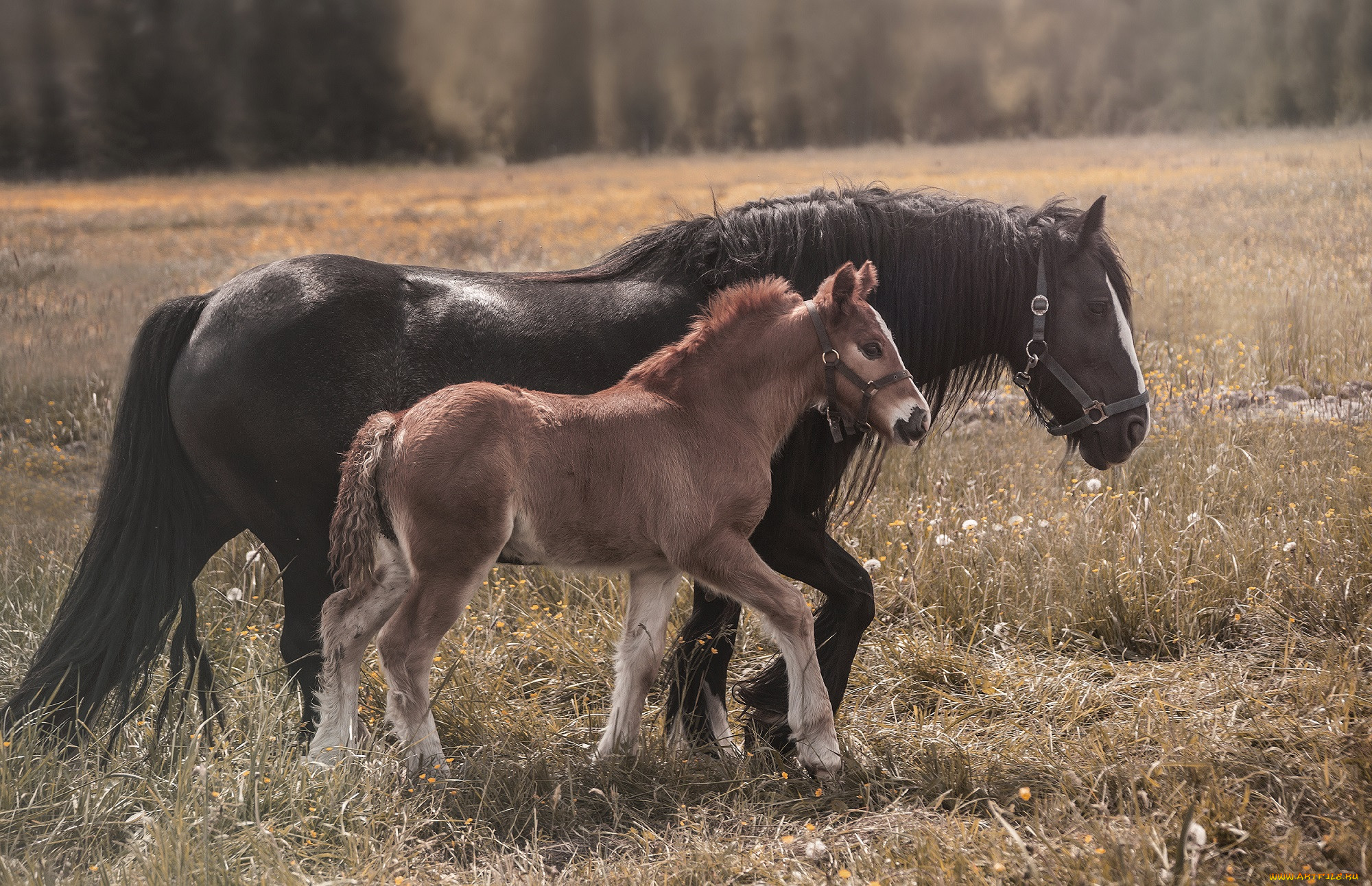 , , , , horse, animal, handsome